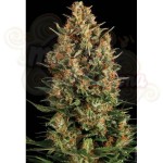 PYRAMID SEEDS - Auto Wembley