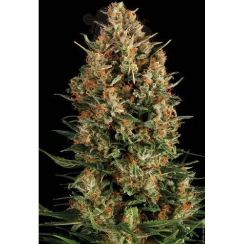 PYRAMID SEEDS - Auto Wembley