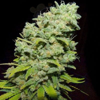 BIOHAZARD SEEDS - Psicotropic
