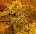 Hindu Kush Auto