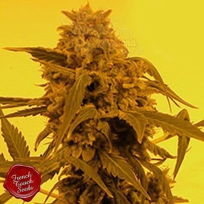 FRENCH TOUCH SEEDS - Guillotine Auto