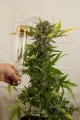 DINAFEM - White Widow Autoflowering