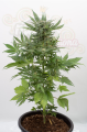 DINAFEM - Sour Diesel Autoflowering