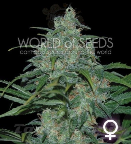 WORLD OF SEEDS - Wild Thailand