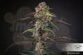 DUTCH PASSION - Auto Blackberry Kush®