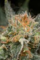 DINAFEM - Amnesia CBD