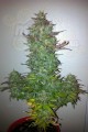 DINAFEM - Fruit Autoflowering