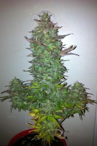 DINAFEM - Fruit Autoflowering