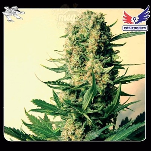 POSITRONICS - Critical 47