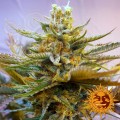 BARNEY’S FARM - G13 Haze