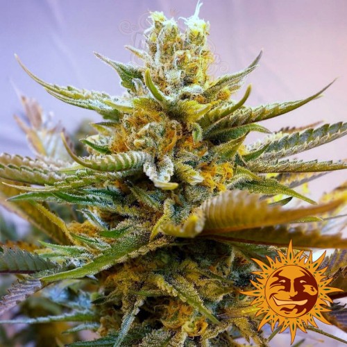 BARNEY’S FARM - G13 Haze