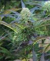 Purple Kush Auto
