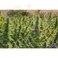 PARADISE SEEDS - Delahaze
