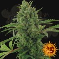 BARNEY’S FARM - Pineapple Express Auto