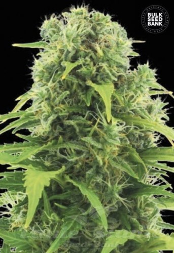 BULK SEED BANK - Auto Northern Light