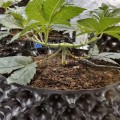BARNEY'S FARM - Gorilla Zkittlez
