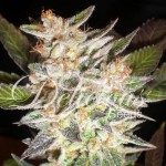 DELICOUS SEEDS - Cheese Candy Auto