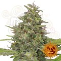 BARNEY’S FARM - G13 Haze