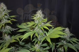 G13 LABS - Blueberry Gum #2