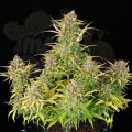 ROYAL QUEEN SEEDS - Sweet ZZ Auto