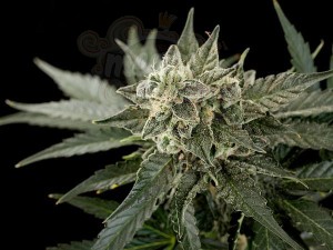 DINAFEM - Roadrunner #2 Autoflowering
