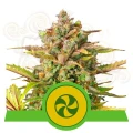 ROYAL QUEEN SEEDS - Sweet ZZ Auto