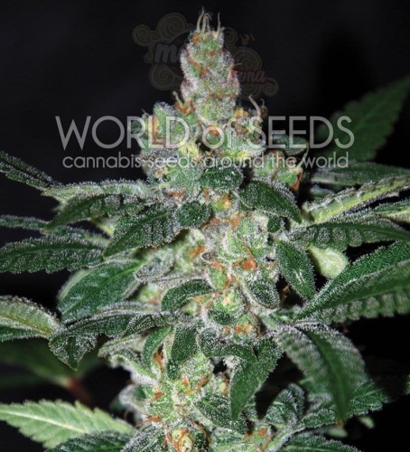 WORLD OF SEEDS - Amnesia