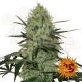 BARNEY'S FARM - Tangerine Dream Auto