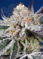 Sweet Seeds - Orange Apricot Glue XL Auto