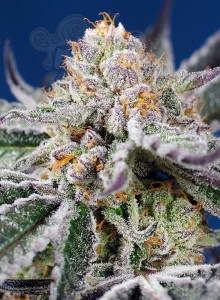 Sweet Seeds - Orange Apricot Glue XL Auto