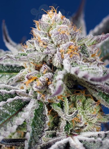 Sweet Seeds - Orange Apricot Glue XL Auto