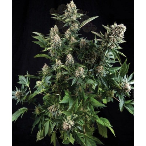PYRAMID SEEDS - White Widow