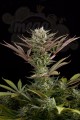 DINAFEM - Deep Cheese