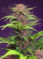 Sweet Seeds - Red Mimosa XL Auto