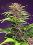 Sweet Seeds - Red Mimosa XL Auto
