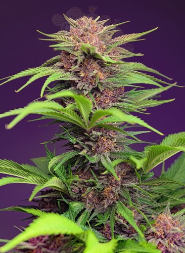 Sweet Seeds - Red Mimosa XL Auto