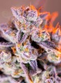 Sweet Seeds - Tropicanna Poison XL Auto