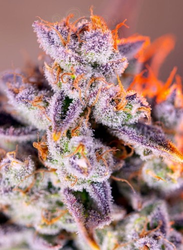 Sweet Seeds - Tropicanna Poison XL Auto