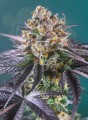Sweet Seeds - Red Strawberry Banana Auto