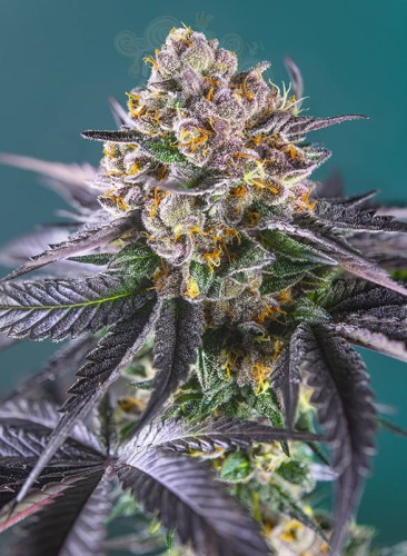 Sweet Seeds - Red Strawberry Banana Auto