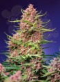 Sweet Seeds - Strawberry Cola Sherbet F1 Fast Version