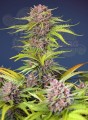 Sweet Seeds - Mimosa Bruce Banner XL Auto