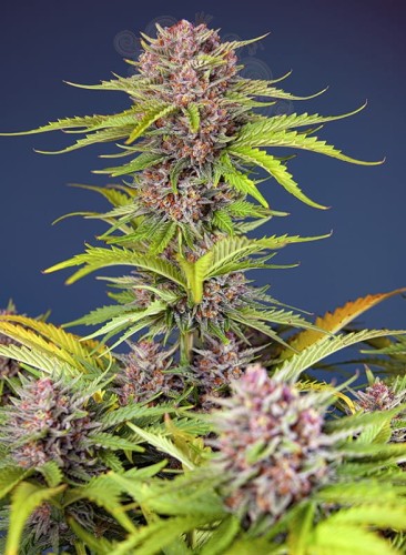 Sweet Seeds - Mimosa Bruce Banner XL Auto