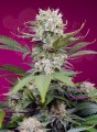 Sweet Seeds - Sweet Mandarine Zkittlez XL Auto