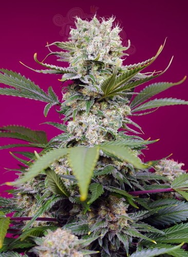 Sweet Seeds - Sweet Mandarine Zkittlez XL Auto