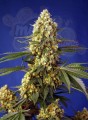 Sweet Seeds - Strawberry Banana Gelato XL Auto