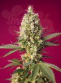 Sweet Seeds - Skywalker OG Runtz XL Auto