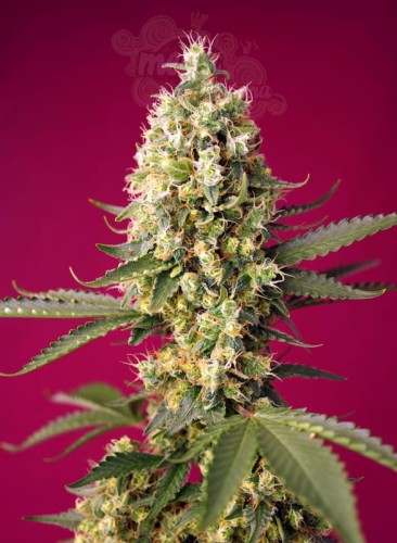Sweet Seeds - Skywalker OG Runtz XL Auto