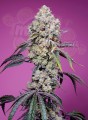 Sweet Seeds - Sweet Mandarine Zkittlez F1 Fast Version