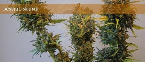 ELITE SEEDS - Bestial Skunk
